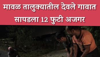 मावळ तालुक्यातील देवले गावात सापडला 12 फुटी अजगर
